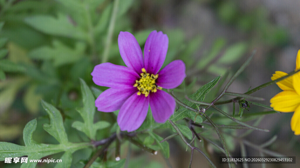 波斯菊 紫色小花