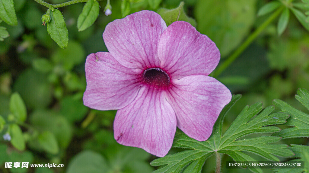 粉色单朵绽放的美丽花朵