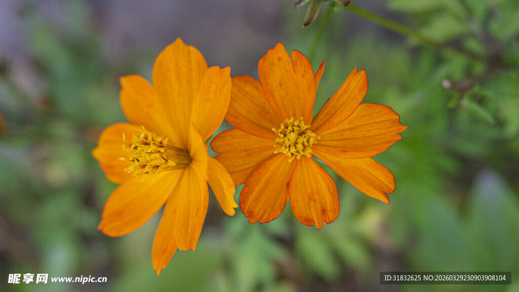 黄秋英 硫华菊 硫磺菊