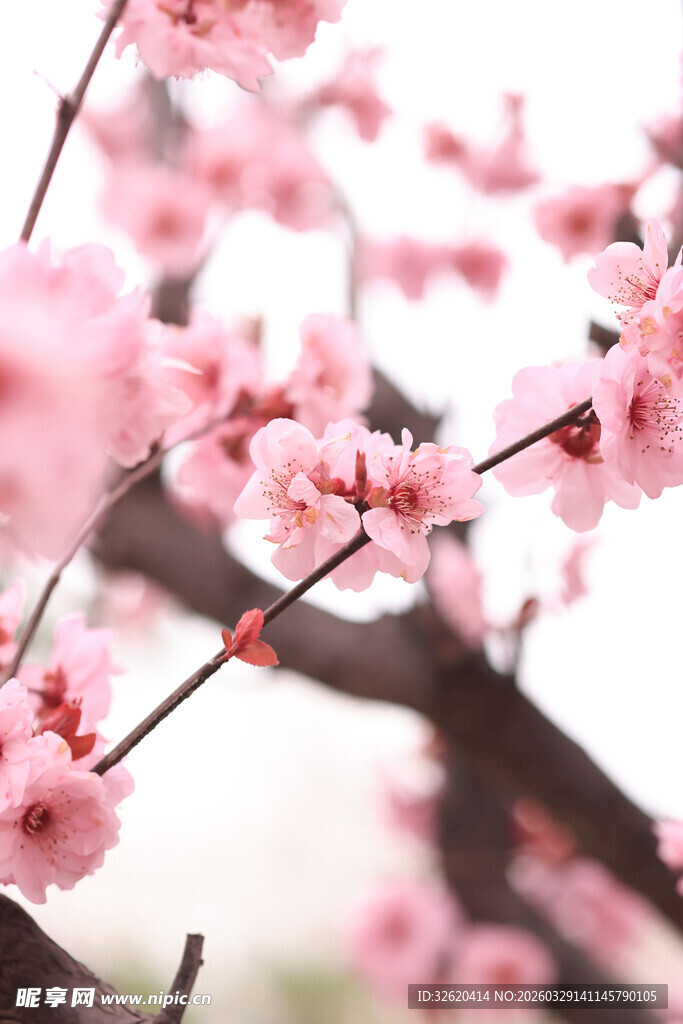 粉嫩桃花枝头绽放