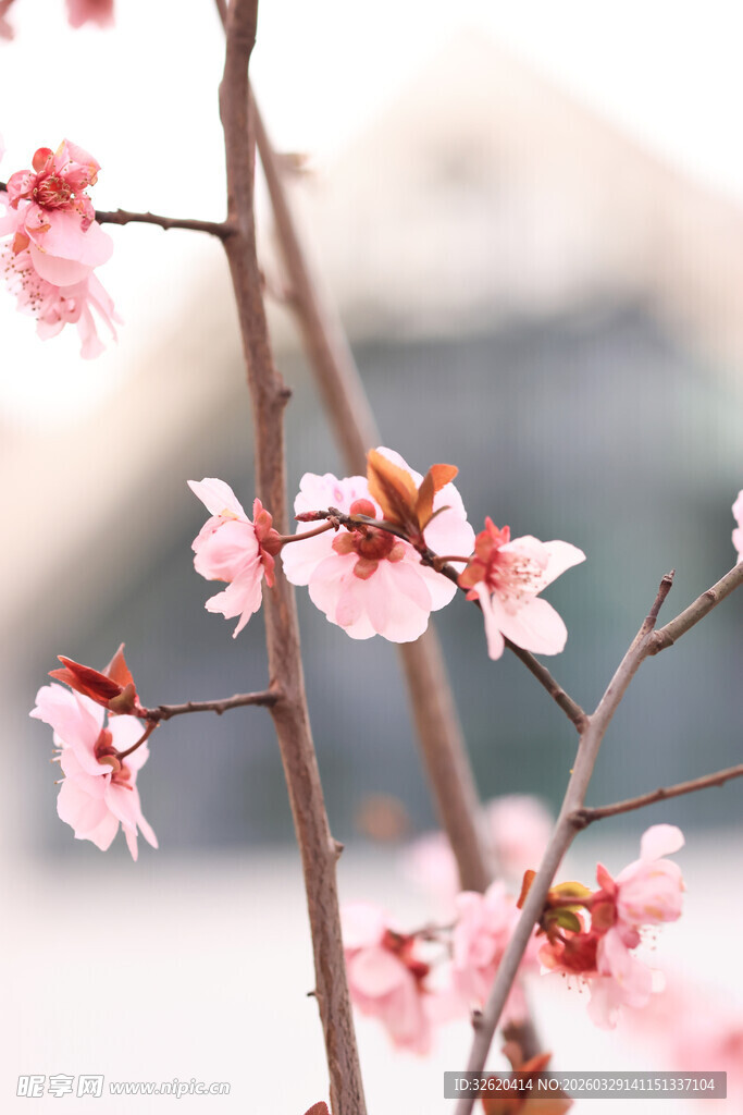 枝头绽放的粉嫩娇艳桃花