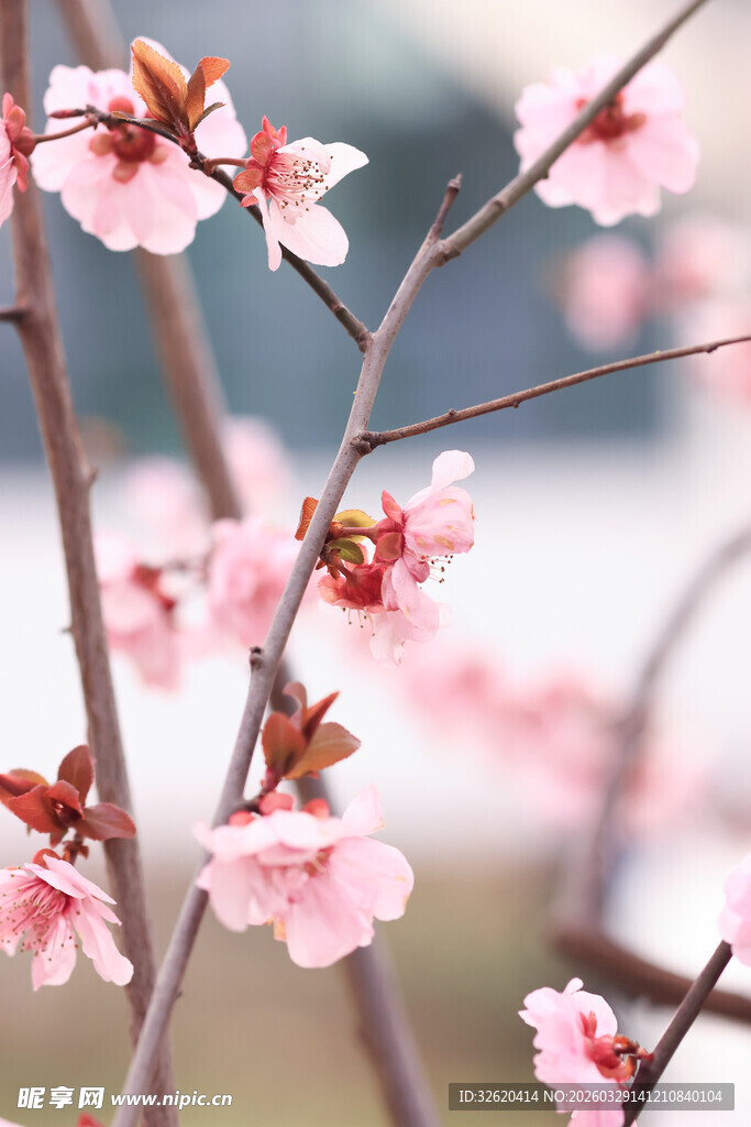 枝头粉嫩桃花绽放