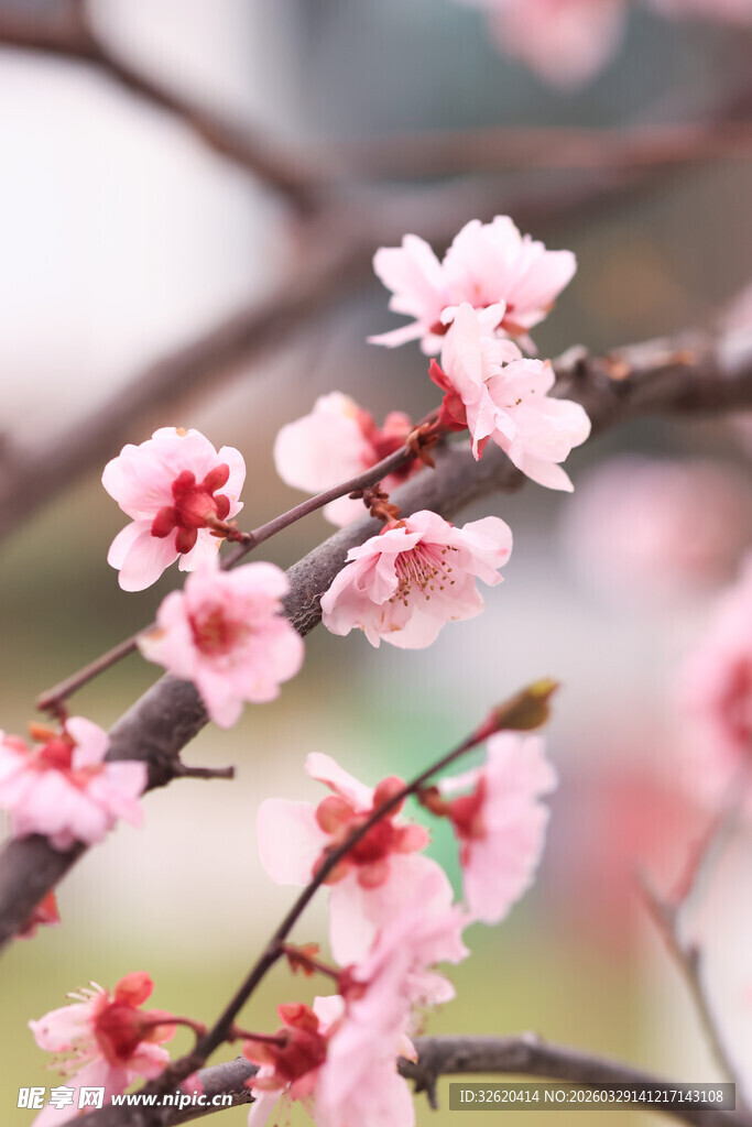 枝头绽放的粉嫩娇艳桃花