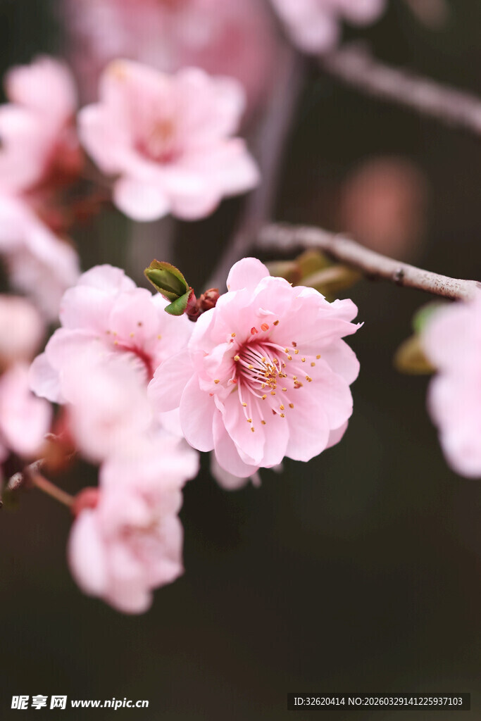 粉嫩樱花绽放枝头