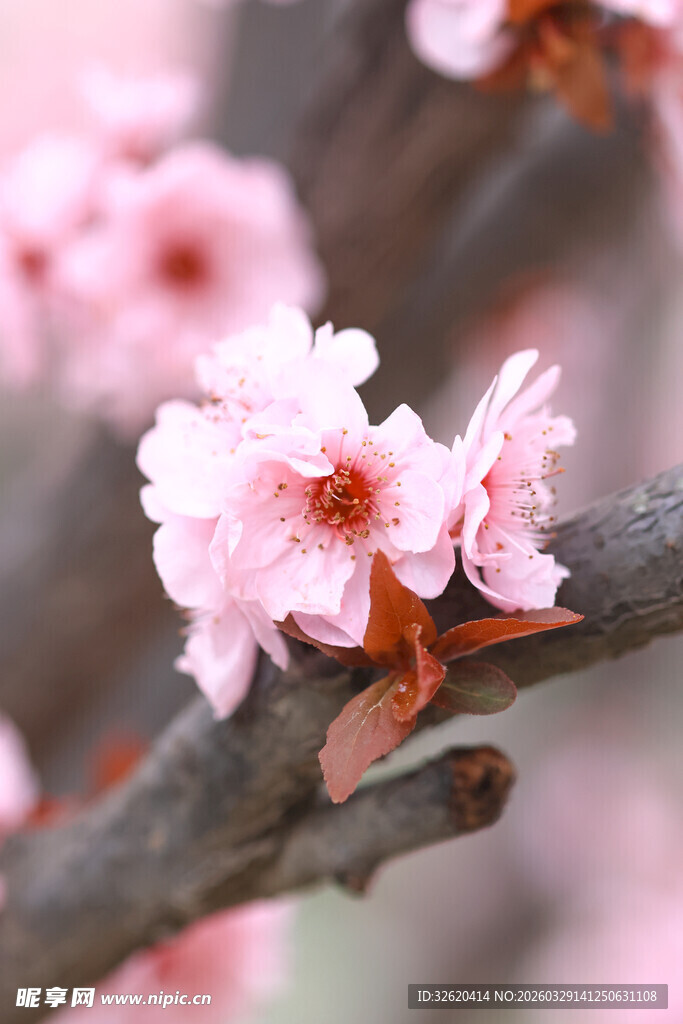 枝头粉嫩桃花绽放