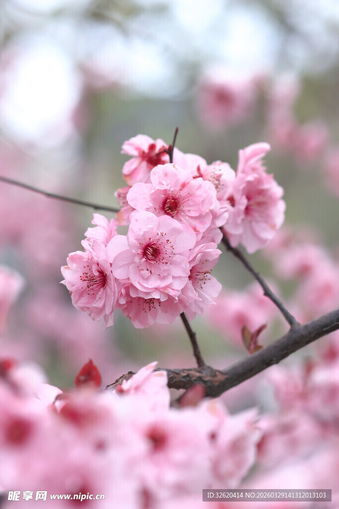 枝头绽放的粉嫩樱花