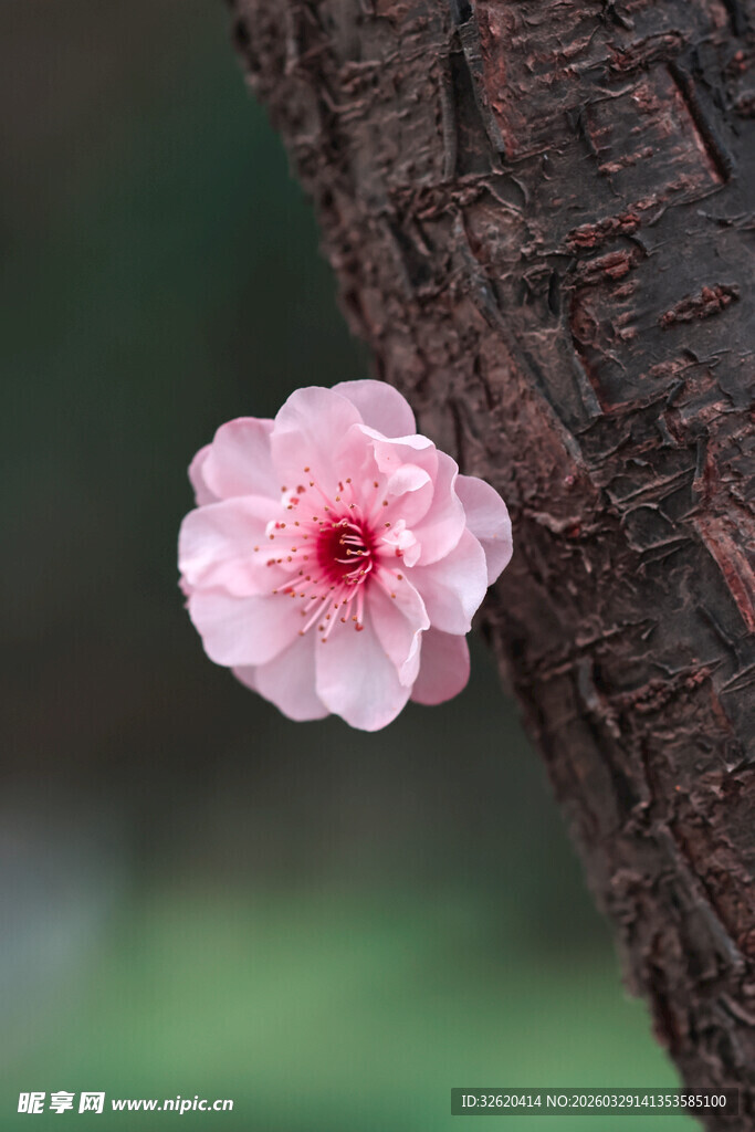 一枝粉嫩桃花倚树干