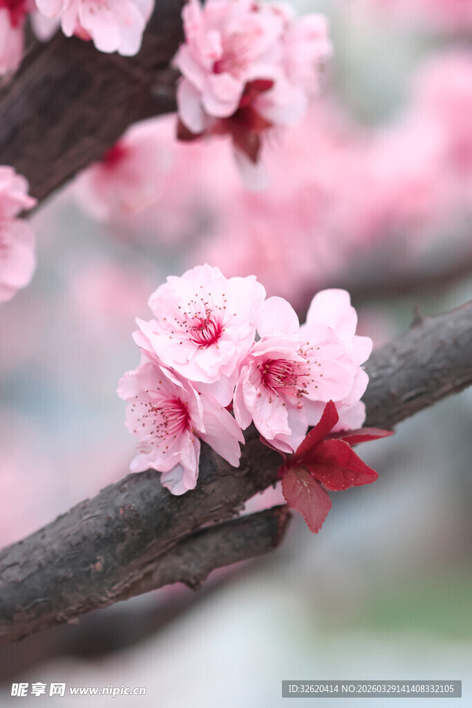 枝头绽放的粉嫩樱花