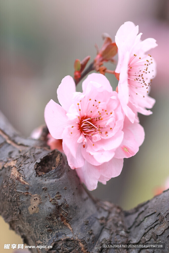 枝头绽放的娇艳粉色花朵