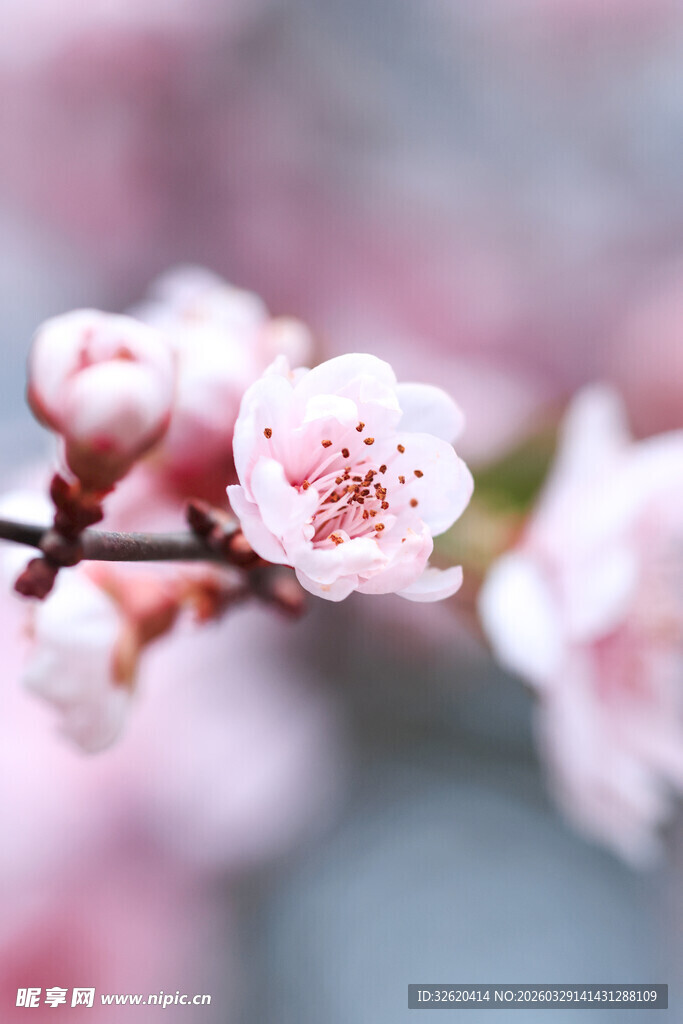 枝头粉嫩桃花绽放
