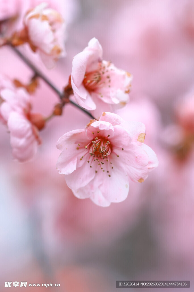 粉嫩樱花枝头绽放