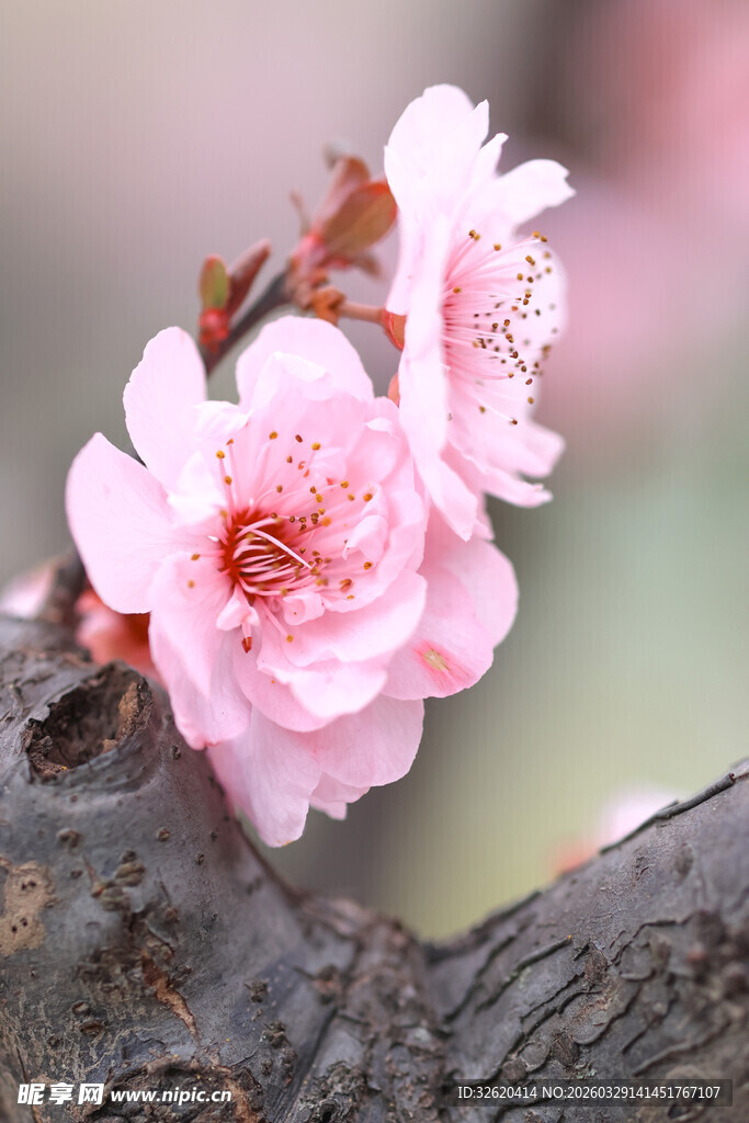 枝头绽放的娇艳粉色桃花