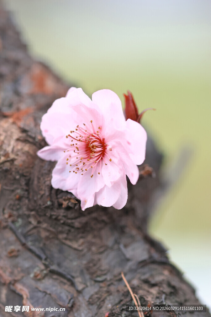 枝头绽放的粉嫩桃花