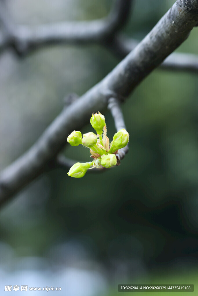 枝头嫩绿新芽初绽