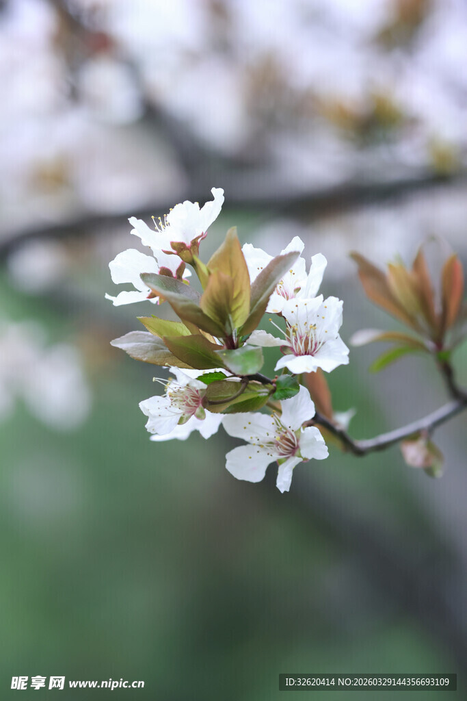 枝头绽放的洁白樱花