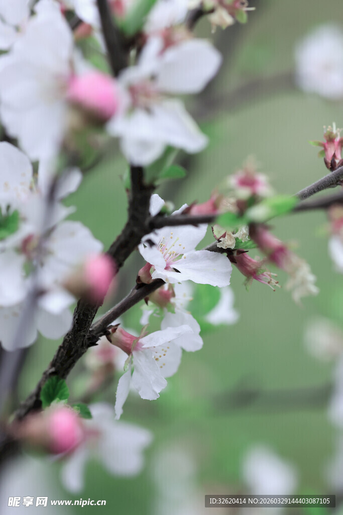 枝头绽放的粉嫩杏花