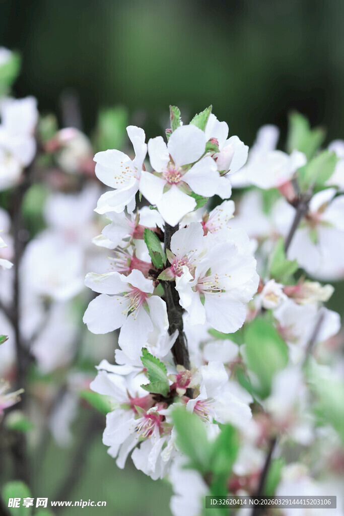 枝头绽放的洁白杏花