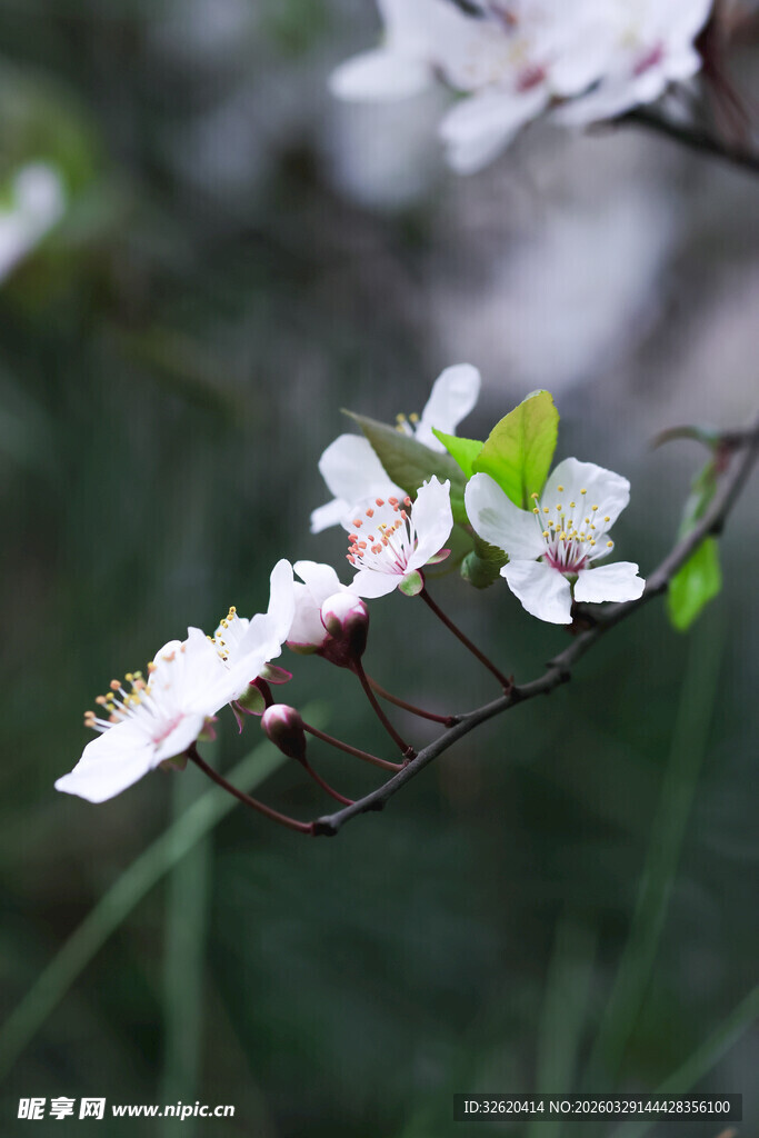 枝头绽放的白色花朵
