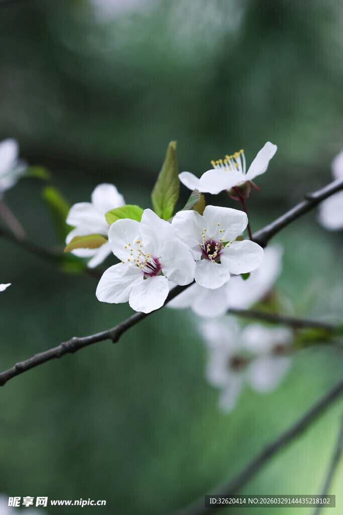 枝头绽放的洁白花朵
