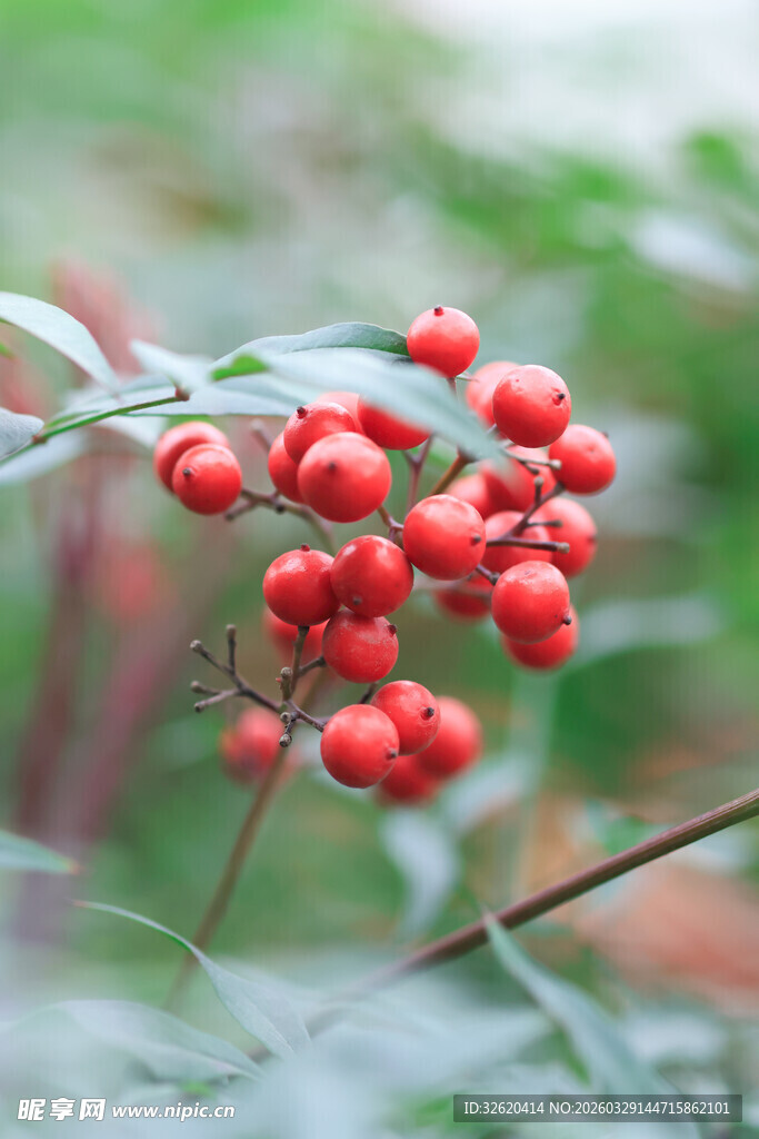 红果满枝的植物