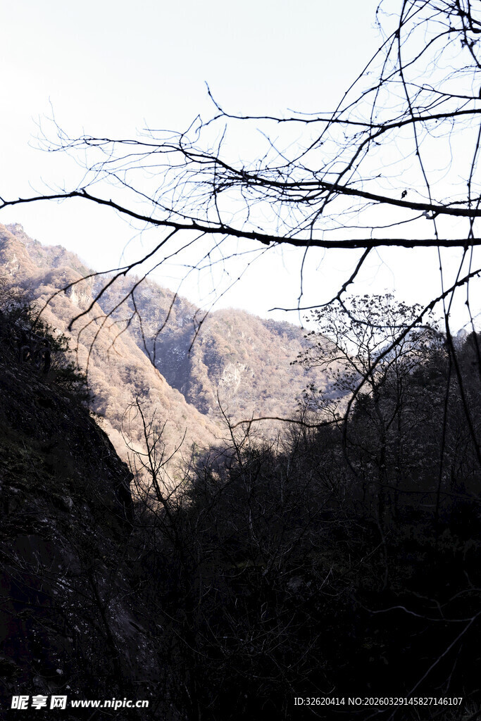 山间枯树与远处山峦