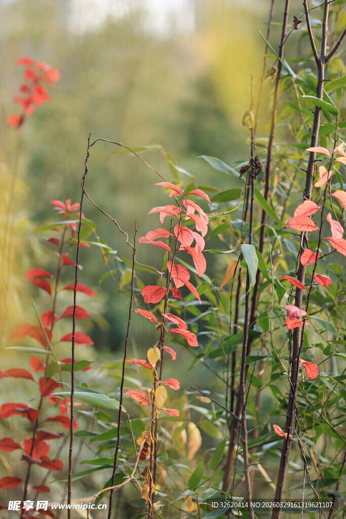秋日红枝绿植景致