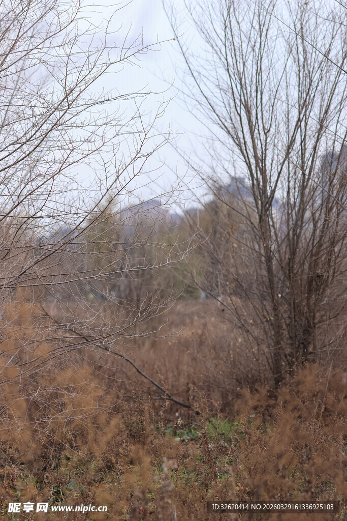 冬日萧瑟树林景观