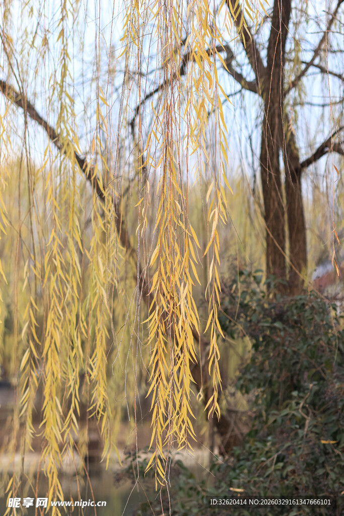 金黄垂柳映明媚日光