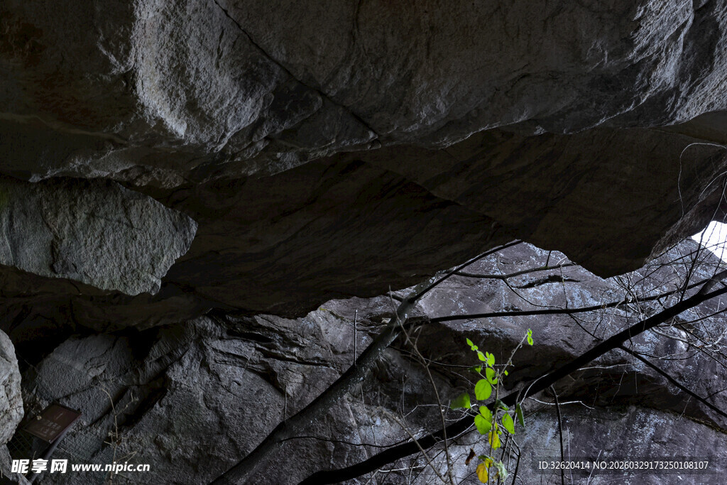 石缝中顽强生长的嫩绿植株