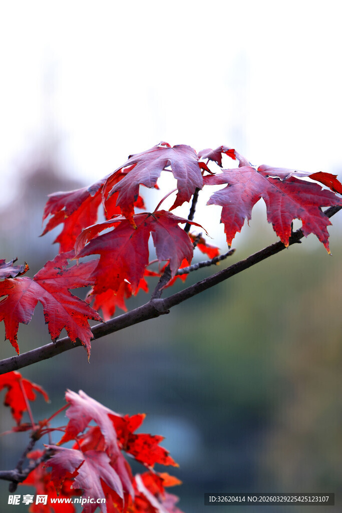 红枫叶