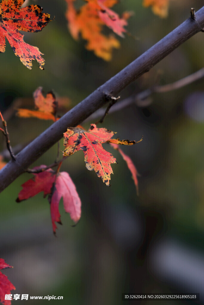 秋日枝头的斑斓枫叶