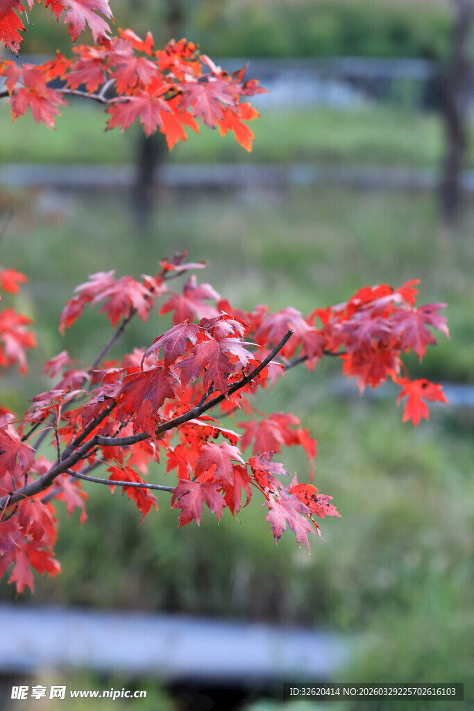 枝头红枫叶