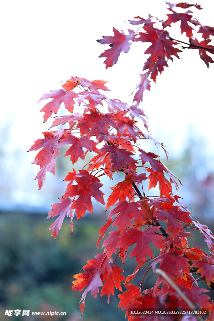 红枫叶