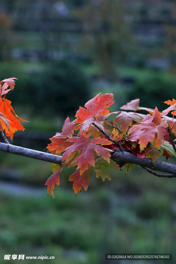 枝头秋韵红枫叶