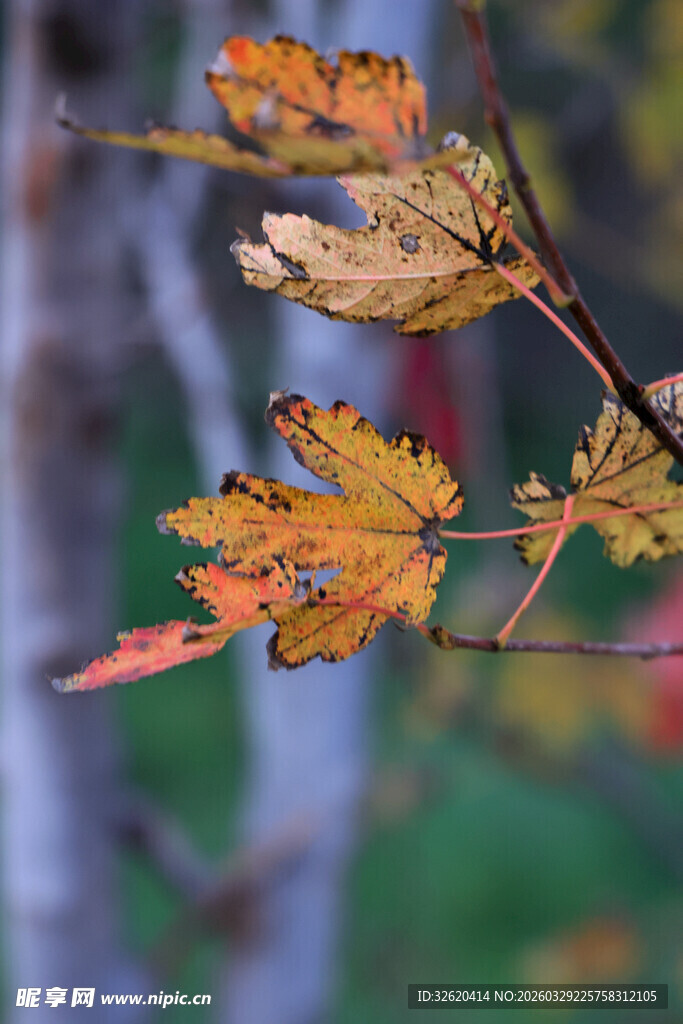 秋日枝头斑斓秋叶