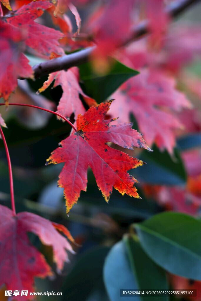秋日红枫叶