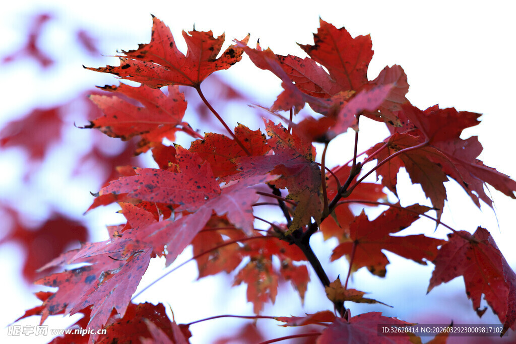 红枫叶