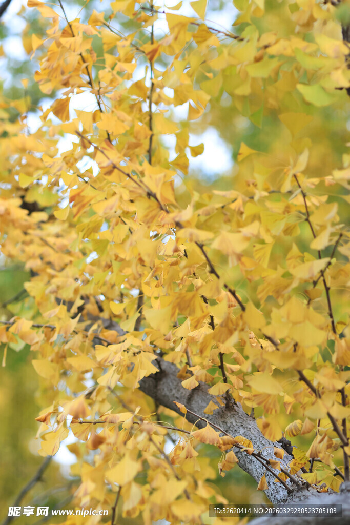 金黄银杏树枝叶