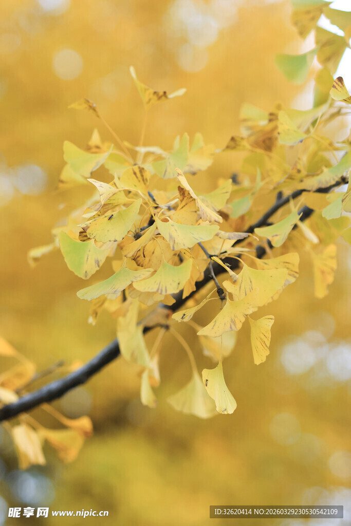 金黄银杏枝叶