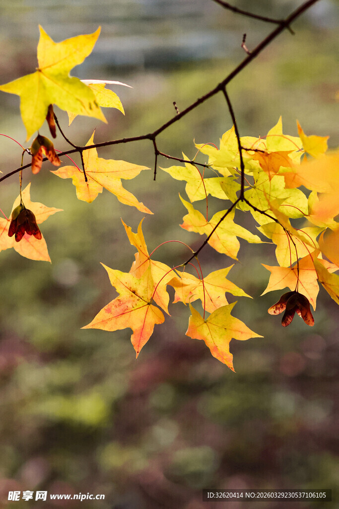 枝头秋叶展秋日风情