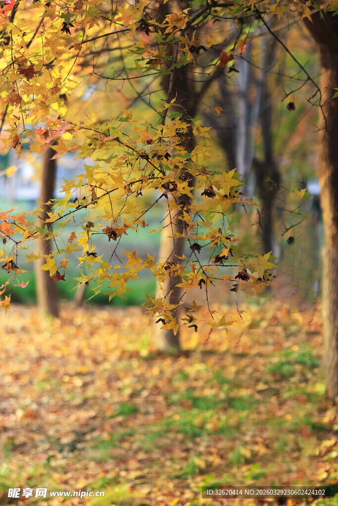 秋日林间落叶美景