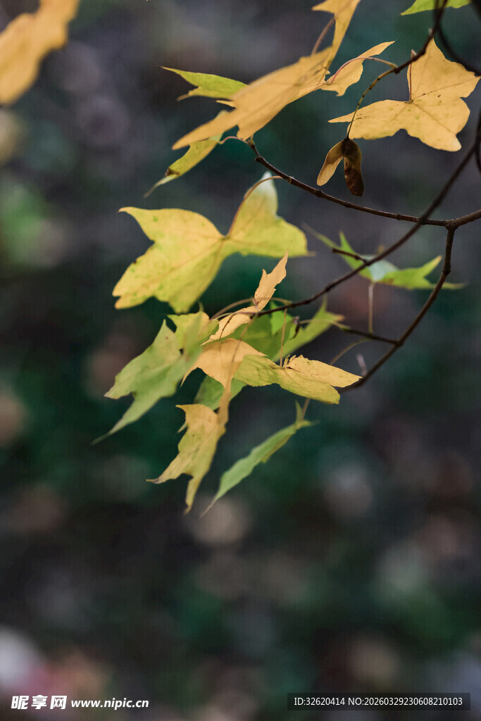 秋日枝头的斑斓枫叶