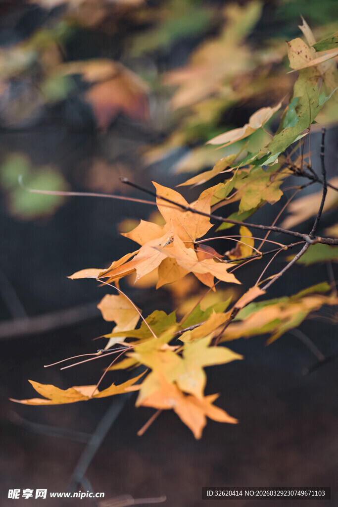 秋日枝头的斑斓枫叶