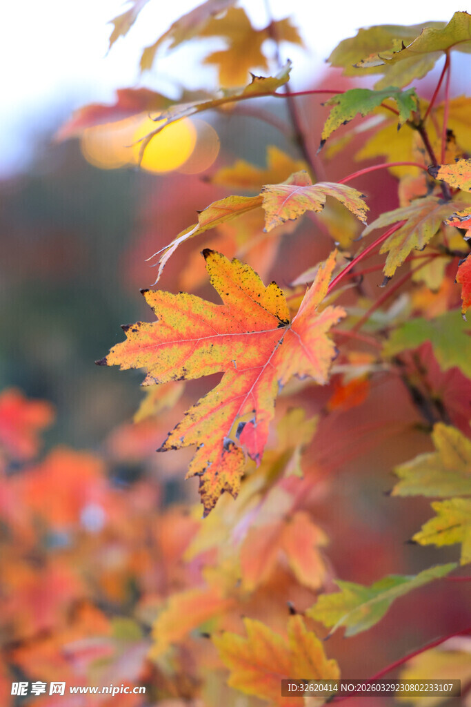 秋日斑斓枫叶枝头绽放