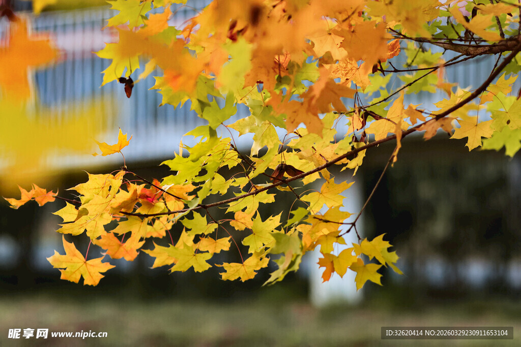 秋日枝头的绚烂黄叶