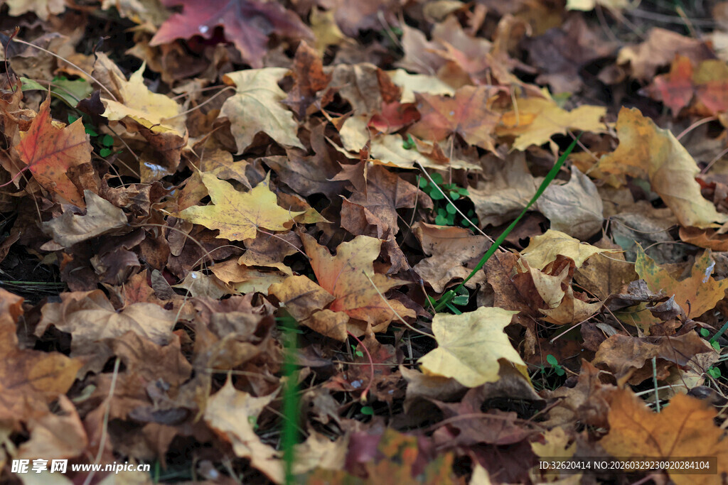 秋日落叶铺满地面景象