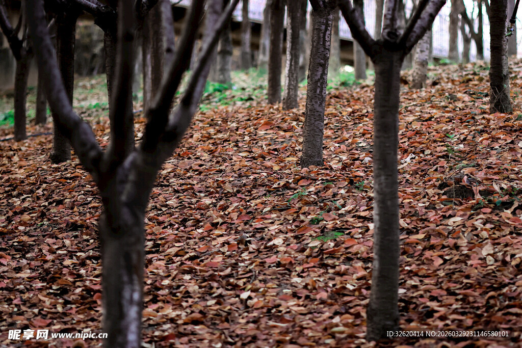 秋日落叶树林景象