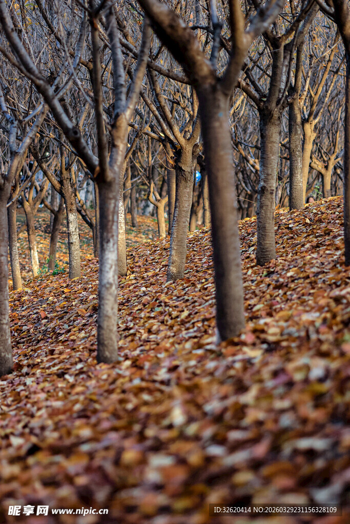 秋日落叶树林美景