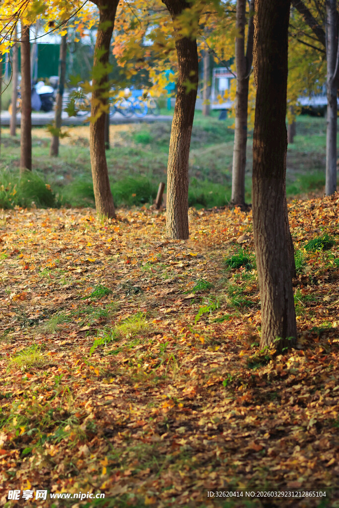 秋日林间落叶美景