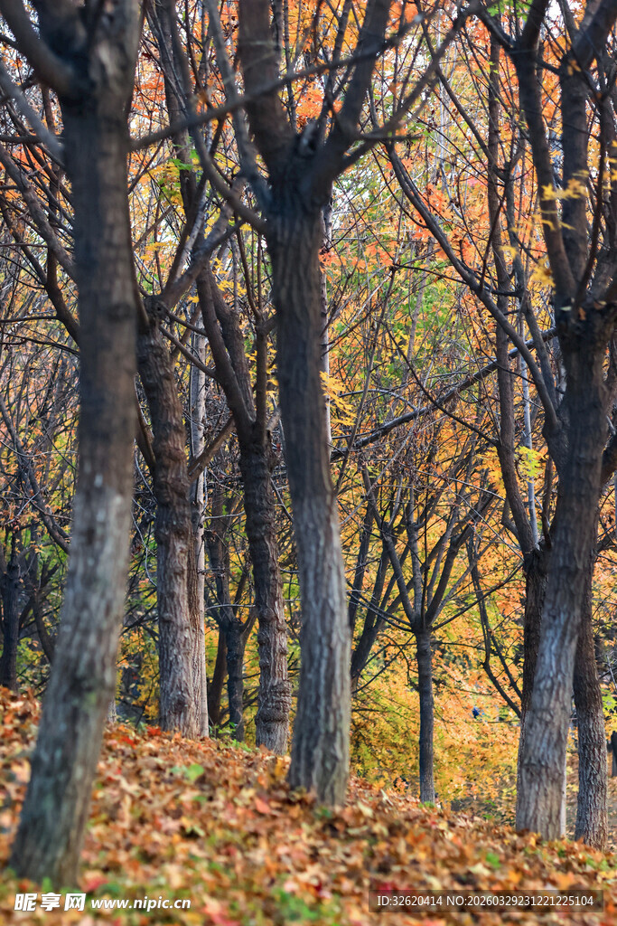 秋日林间落叶景致